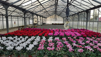 Combes Horticulteurs Bernard à Saix