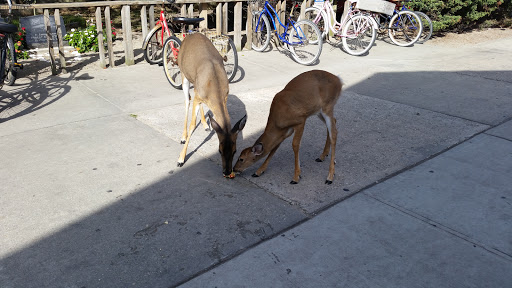 Grocery Store «Pioneer Market», reviews and photos, 21 Broadway Ave, Fair Harbor, NY 11706, USA