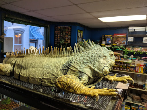 Blue Iguana Reptile Supply
