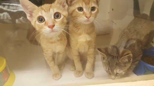 Pet Supply Store «Petco Animal Supplies», reviews and photos, 8500 Henry Ave #10, Philadelphia, PA 19128, USA