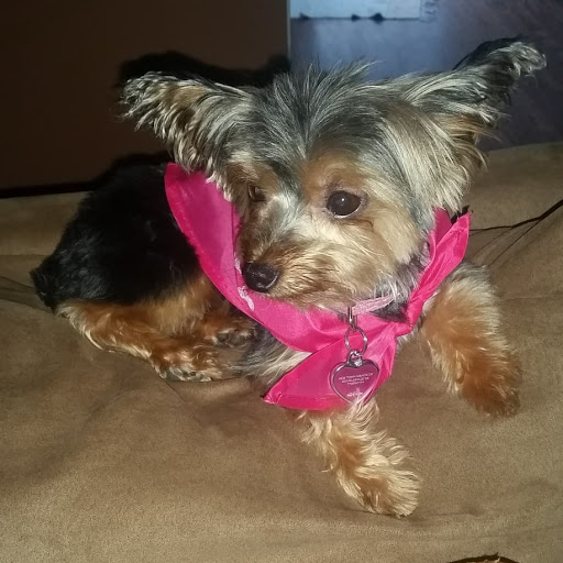 Pet Supply Store «PetSmart», reviews and photos, 4794 Jimmy Lee Smith Pkwy #108, Hiram, GA 30141, USA