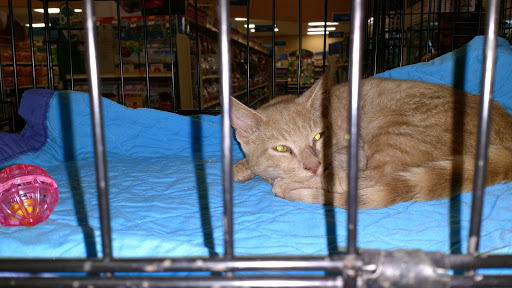 Pet Supply Store «PetSmart», reviews and photos, 1800 Evans Rd, Melbourne, FL 32904, USA