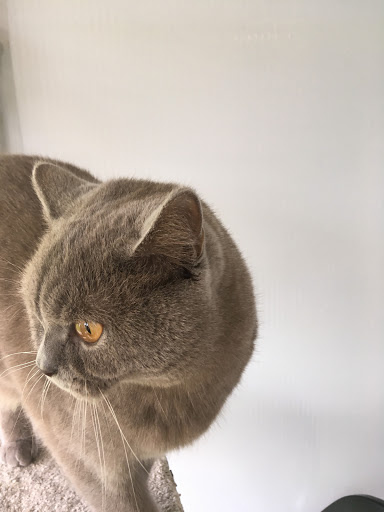 Shirley Boarding Cattery