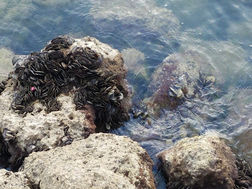 Park «Brickell Key Park», reviews and photos, Brickell Key Dr, Miami, FL 33131, USA