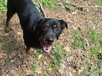 Mary Puppins the Pet Nanny LLC - Photo 5 - Car repair in , Gainesville