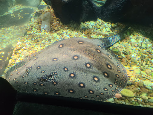 Zoo «Nashville Zoo at Grassmere», reviews and photos, 3777 Nolensville Pike, Nashville, TN 37211, USA