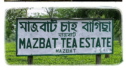 Mazbat Tea Estate