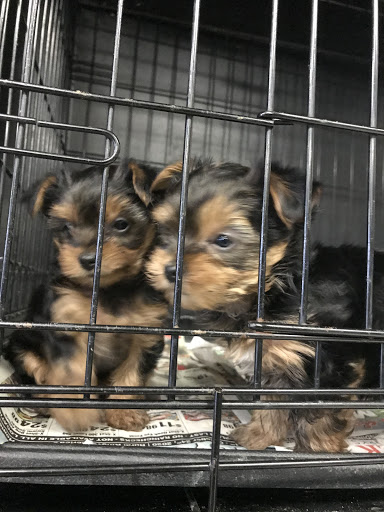 Pet Store «Pets Plus», reviews and photos, 454 TN-46, Dickson, TN 37055, USA