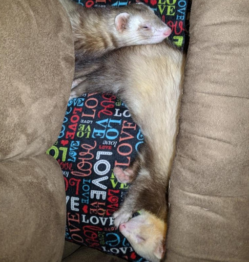 Pet Supply Store «Petco Animal Supplies», reviews and photos, 2842 NW 63rd St, Oklahoma City, OK 73116, USA