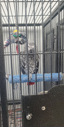 Bird Shop «In A Pickle Parrot Shop», reviews and photos, 7924 Broadview Rd, Broadview Heights, OH 44147, USA