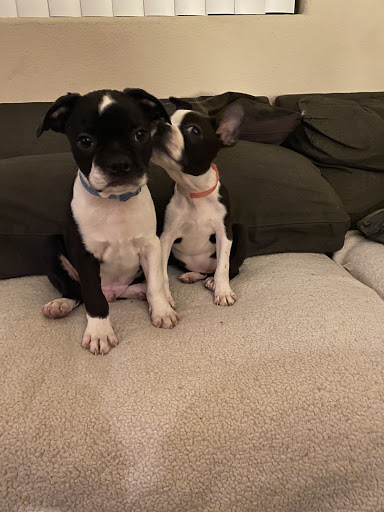 Pet Store «Petland Las Vegas», reviews and photos, 8800 W Charleston Blvd #3, Las Vegas, NV 89145, USA