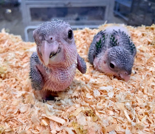 Pet Supply Store «Neighborhood Pet Shop», reviews and photos, 574 Hialeah Dr, Hialeah, FL 33010, USA