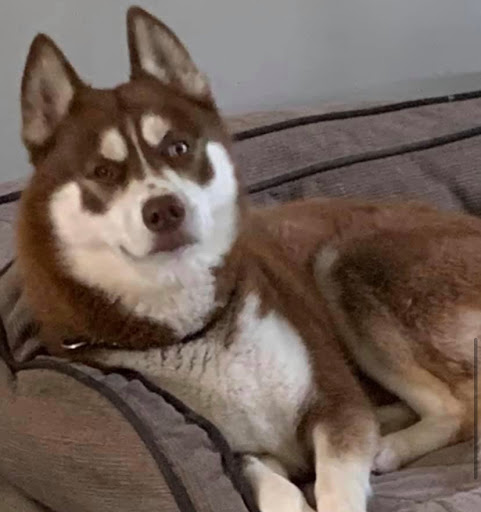 Pet Supply Store «Lazy Creek Discount Pet Food & Supplies», reviews and photos, 351 E Church St, Leesville, SC 29070, USA