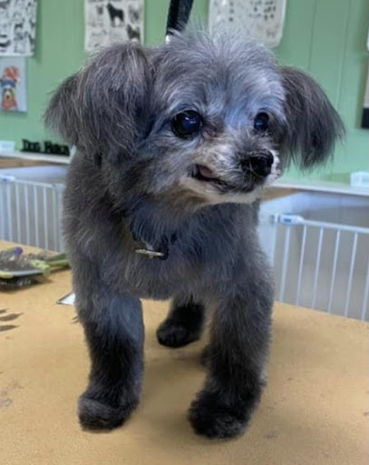 Pet Groomer «Tidy Dog Pet Supply & Salon», reviews and photos, 2612 Lebanon Pike A, Nashville, TN 37214, USA