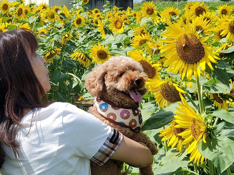 ひまわり畑 遠藤ファーム 埼玉県熊谷市妻沼小島 グルコミ