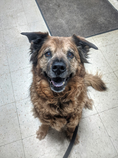 Pet Trainer «Healthy Pet Center», reviews and photos, 154 Delaware Ave, Delmar, NY 12054, USA