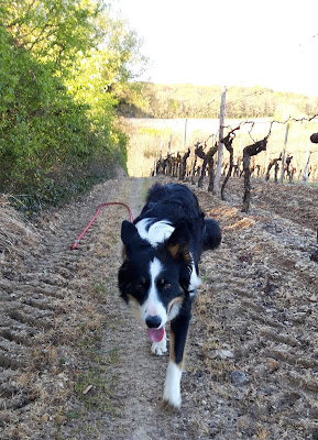 Gardiandco Gardiennage de vos Animaux De Compagnie à Hiersac