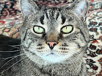 The Comforted Kitty - Photo 3 - Car repair in , San Diego