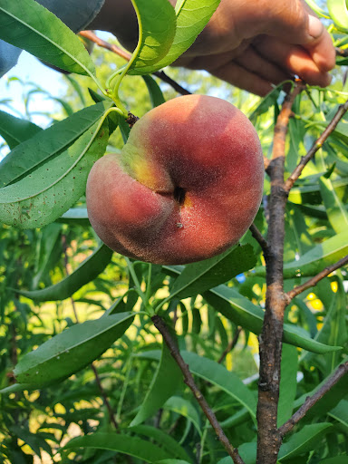 Tourist Attraction «Sugar Hill U-pick Farms», reviews and photos, 3595 Co Rd 59, Verbena, AL 36091, USA