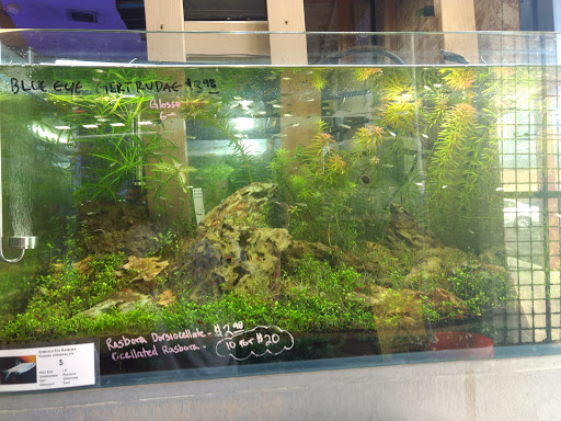 Tropical Fish Store «C K Fish World», reviews and photos, 410 N Azusa Ave, West Covina, CA 91791, USA