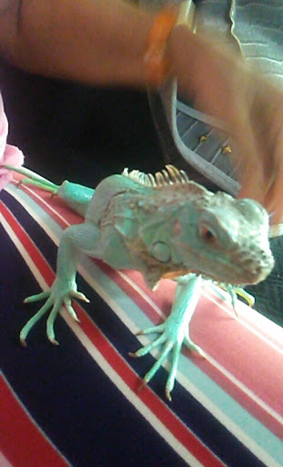 Pet Supply Store «Petco Animal Supplies», reviews and photos, 2784 W Peoria Ave, Phoenix, AZ 85029, USA