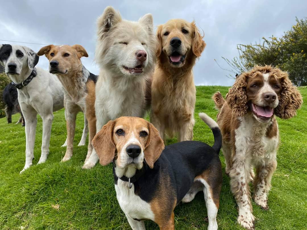 Cultura Canina en Colombia