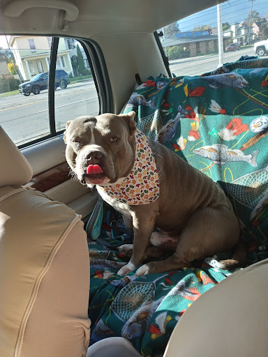 Pet Groomer «Ufuri Pet Salon», reviews and photos, 235 Huron Ave, Port Huron, MI 48060, USA