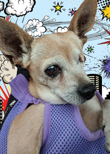 Pet Supply Store «Petco Animal Supplies», reviews and photos, 2784 W Peoria Ave, Phoenix, AZ 85029, USA