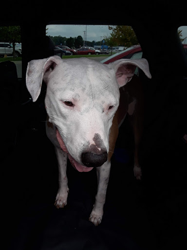 Pet Supply Store «Pet Valu», reviews and photos, 1605 E Michigan Rd, Shelbyville, IN 46176, USA