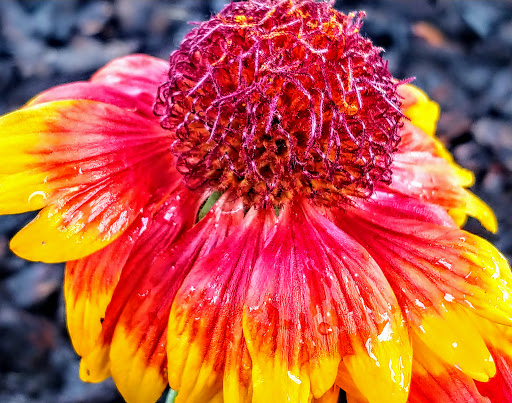 Cafe «Siuslaw River Coffee Roasters», reviews and photos, 1240 Bay St, Florence, OR 97439, USA