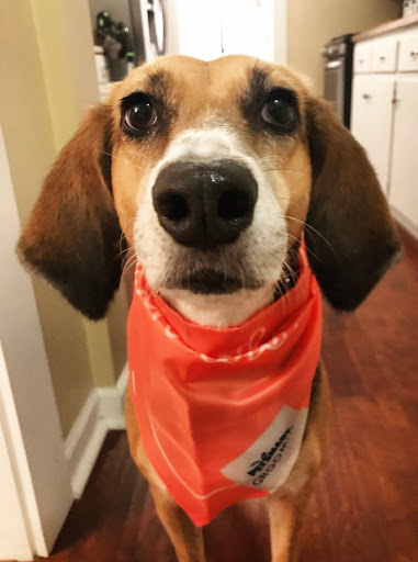 Pet Supply Store «PetSmart», reviews and photos, 421 Commerce Dr, Victor, NY 14564, USA