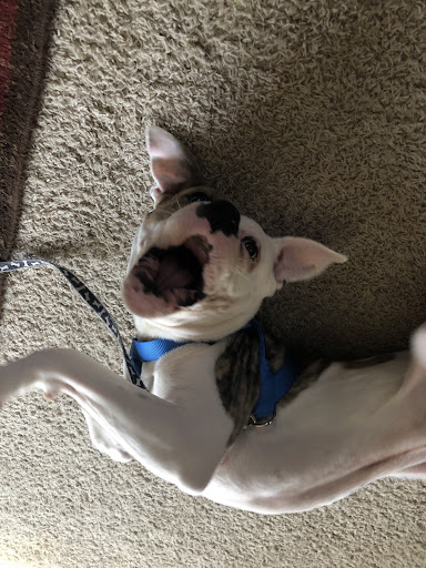 Pet Supply Store «Pets R Inn», reviews and photos, 3902 13th Ave S #3701, Fargo, ND 58103, USA