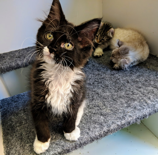 Pet Store «Sand Bar Pet Shop», reviews and photos, 25571 Marguerite Pkwy, Mission Viejo, CA 92692, USA