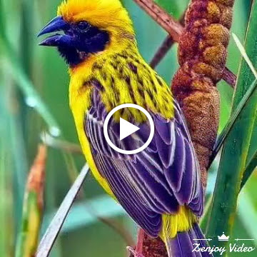 Dollar Store «Party Hut Dollar Store», reviews and photos, 692 S Broad St, Trenton, NJ 08611, USA