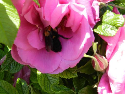 Florist «Burkhart Greenhouse & Garden», reviews and photos, 1530 E Central Ave, Miamisburg, OH 45342, USA