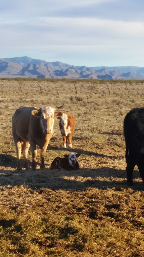 Pet Supply Store «Stockton Hill Feed & Pet», reviews and photos, 4250 Stockton Hill Rd, Kingman, AZ 86409, USA