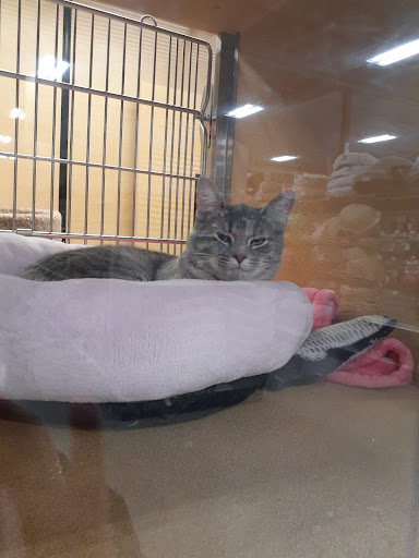 Pet Supply Store «PetSmart», reviews and photos, 1183 Berkshire Blvd, Wyomissing, PA 19610, USA