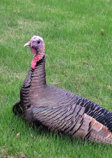 Golf Course «Tranquilo Golf Club at Four Seasons Resort Orlando», reviews and photos, 3451 Golf View Dr, Lake Buena Vista, FL 32830, USA