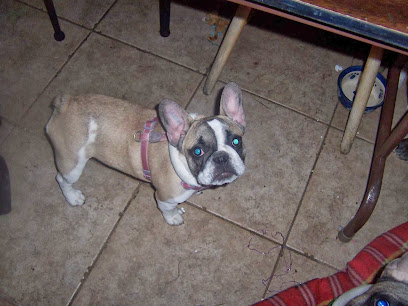 French Bull Puppies - French Bulldogs and English Bulldogs
