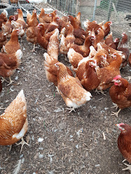 Fosters Poultry and Fertile Hatching Eggs.com