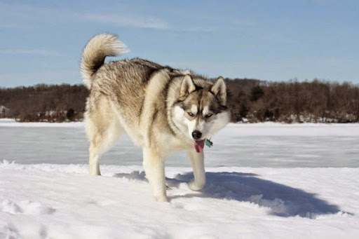 Camping Store «Survival Camping Store», reviews and photos, 15623 Kutztown Rd, Kutztown, PA 19530, USA