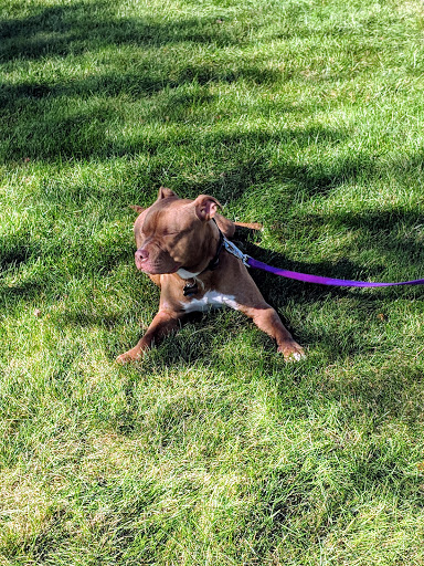 Park «Hampe Park», reviews and photos, 297 W Lies Rd, Carol Stream, IL 60188, USA