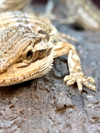 Pet Supply Store «Petco Animal Supplies», reviews and photos, 3055 N President George Bush Hwy, Garland, TX 75040, USA