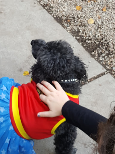 Dog Park «South Boston Bark Park», reviews and photos, 1280 Columbia Rd, Boston, MA 02127, USA