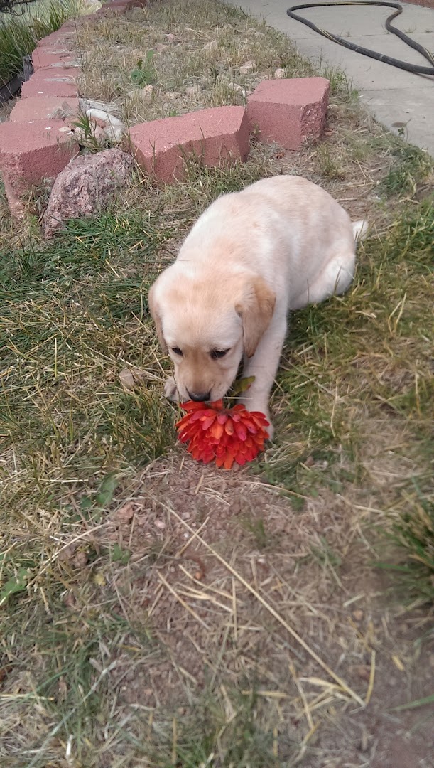 Pikes Peak Labradors