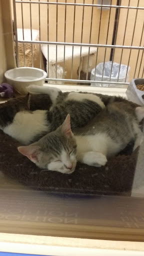 Pet Supply Store «PetSmart», reviews and photos, 3780 Riverchase Village #300, Hoover, AL 35244, USA