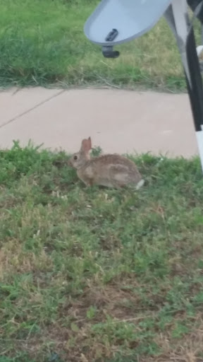 Golf Course «Shadow Hills Golf Course», reviews and photos, 6002 3rd St, Lubbock, TX 79416, USA