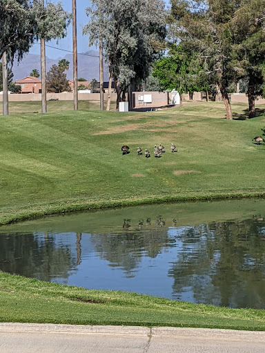 Golf Club «Augusta Ranch Golf Club», reviews and photos, 2401 S Lansing, Mesa, AZ 85209, USA