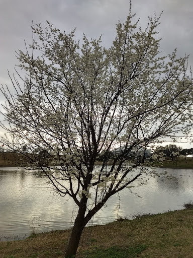 Park «Richard Greene Linear Park», reviews and photos, 1601 E Randol Mill Rd, Arlington, TX 76011, USA