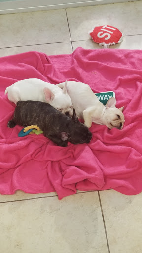 Pet Supply Store «Lil Rascals», reviews and photos, 10035 Gulf Center Dr #105, Fort Myers, FL 33913, USA